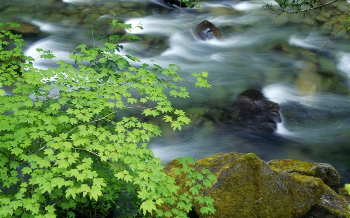 Природа пейзажи, растения, листья, ручей, ручей, камни обои,s изображение
