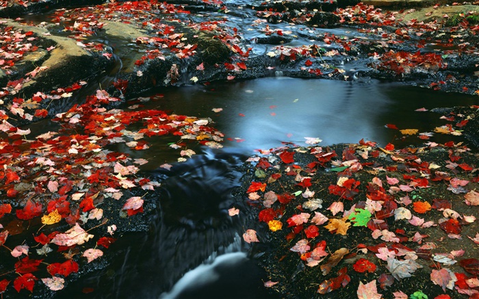 Природа пейзажи, красные листья, ручей, осень обои,s изображение