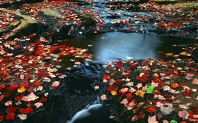 Природа пейзажи, красные листья, ручей, осень HD обои