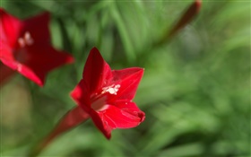 Один красный цветок крупным планом, зеленый фон