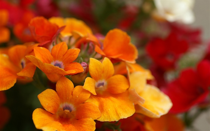 Оранжевые лепестки цветка крупным планом обои,s изображение