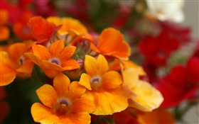 Оранжевые лепестки цветка крупным планом HD обои