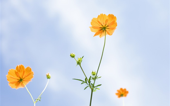 Оранжевые цветы, лето, голубое небо обои,s изображение