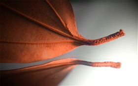 Оранжевый лист, творческие фотографии HD обои