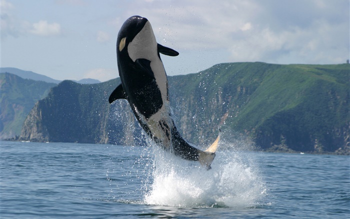 Orca прыжки, море, брызг воды обои,s изображение