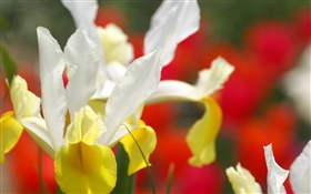 Орхидея цветок крупным планом, белые желтые лепестки HD обои