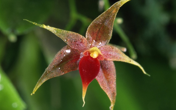 Цветок орхидеи макро, боке обои,s изображение