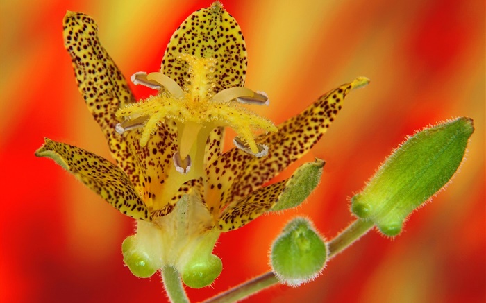 Орхидея лепестки цветка крупным планом обои,s изображение