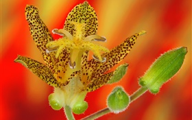 Орхидея лепестки цветка крупным планом HD обои