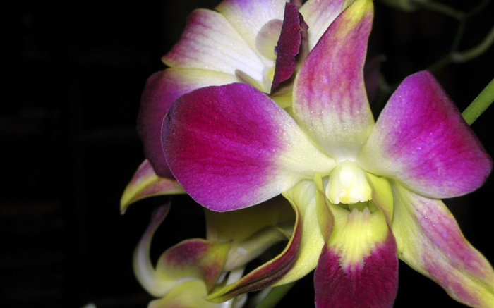 Орхидея макро, розовые лепестки обои,s изображение