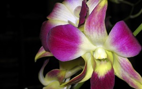 Орхидея макро, розовые лепестки HD обои