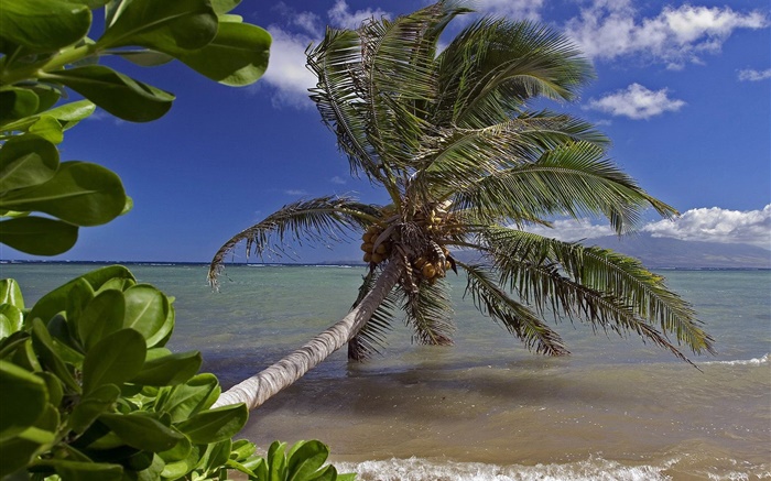 Пальмы, море, вода, Гавайи, США обои,s изображение