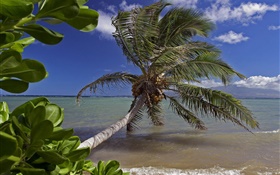Пальмы, море, вода, Гавайи, США HD обои