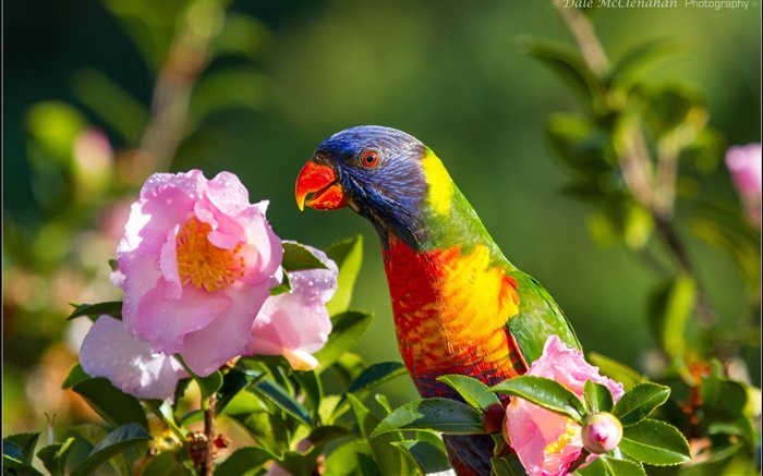 Попугай, птица, розовый цветок, веточки обои,s изображение