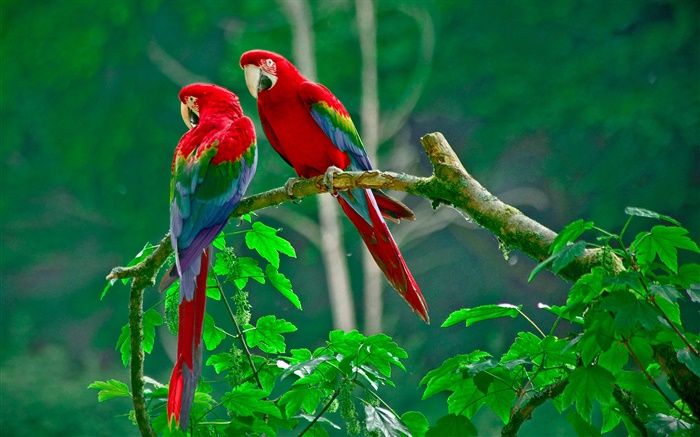 Попугай, пара, хвост, лес, ветки, листья обои,s изображение