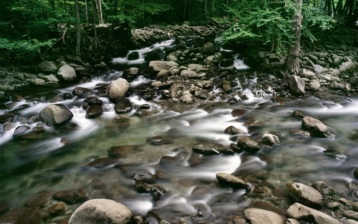 Галька, ручей, лес обои,s изображение