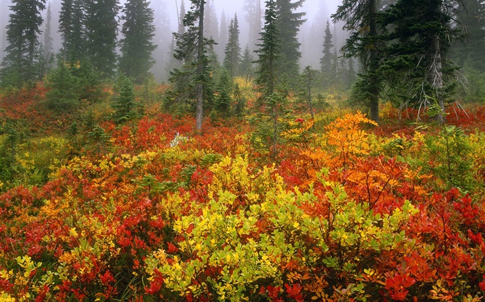 Сосновые деревья, осень, рассвет, туман обои,s изображение