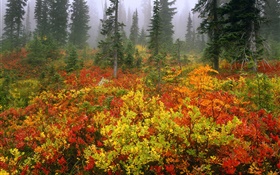 Сосновые деревья, осень, рассвет, туман