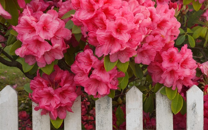 Розовые азалии, забор обои,s изображение