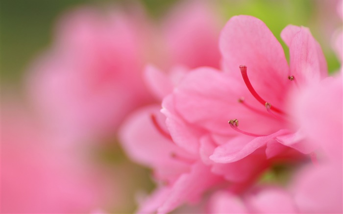 Розовые азалии макросъемки обои,s изображение