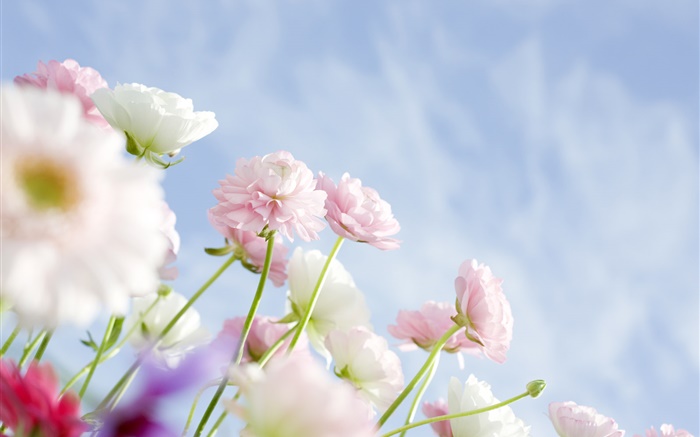 Розовые гвоздики цветы обои,s изображение
