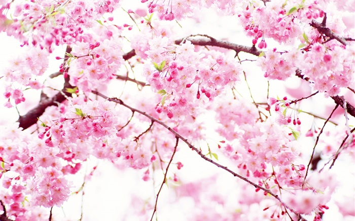 Розовые вишни цветут цветы, весна обои,s изображение