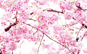 Розовые вишни цветут цветы, весна HD обои