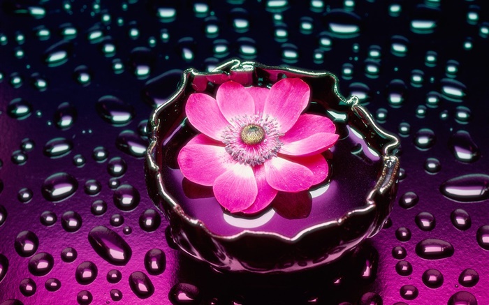 Розовый цветок крупным планом, капли воды обои,s изображение