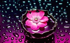 Розовый цветок крупным планом, капли воды HD обои