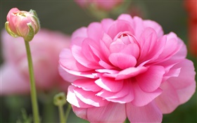 Розовый цветок макросъемки, лепестки, боке