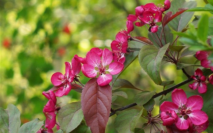 Розовые цветы, цветение, листья, весна обои,s изображение