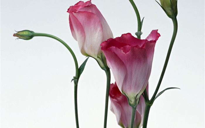 Розовые цветы крупным планом, размытия фона обои,s изображение