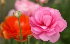 Розовые цветы крупным планом, боке