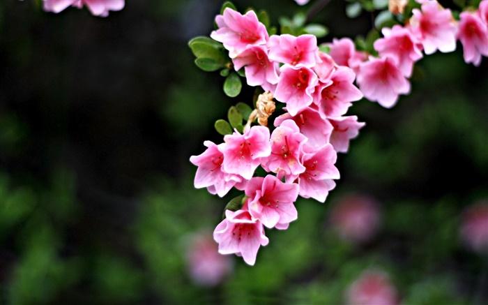 Розовые цветы, ветки, весна обои,s изображение