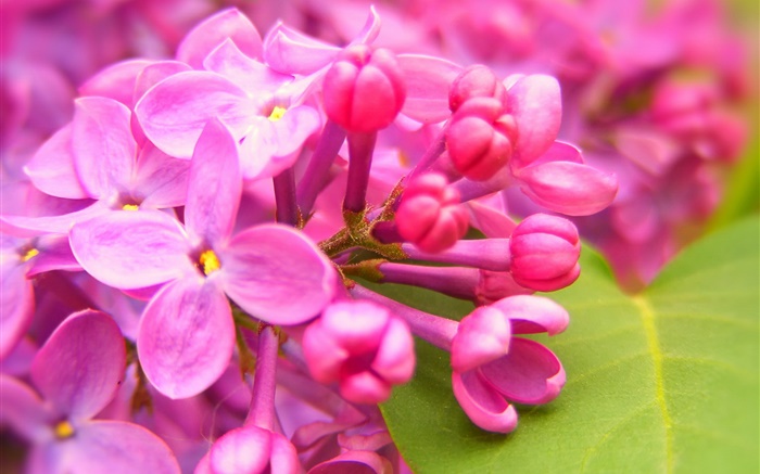 Розовые цветки сирени обои,s изображение