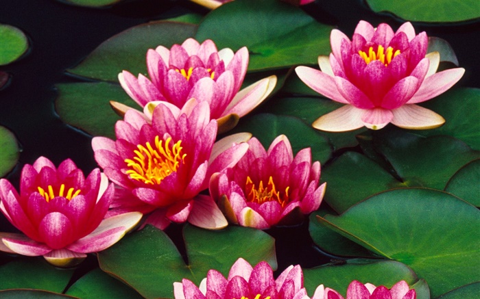 Розовые цветы лотоса в пруду обои,s изображение