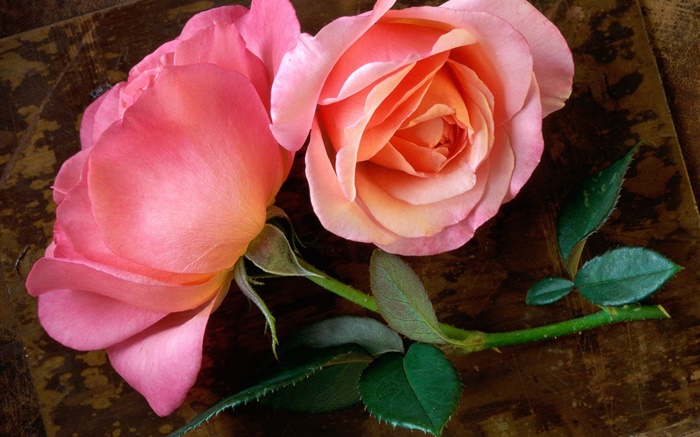 Розовые розы на борту древесины обои,s изображение