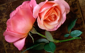 Розовые розы на борту древесины HD обои