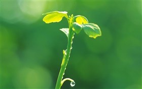 Растения бутонов макро, зеленый, весна, роса HD обои