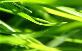 Растения крупным планом, трава, зеленый HD обои