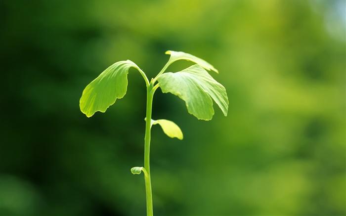 Растения крупным планом, зеленый, весна, боке обои,s изображение