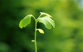 Растения крупным планом, зеленый, весна, боке HD обои