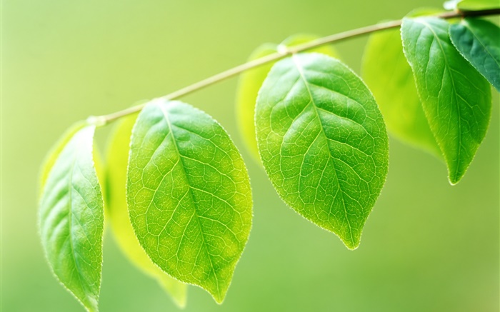 Растения, веточки, зеленые листья крупным планом обои,s изображение