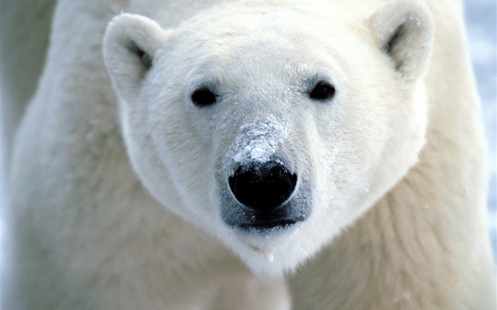 Белый медведь лицо крупным планом обои,s изображение