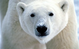 Белый медведь лицо крупным планом HD обои