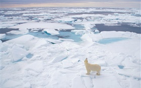 Белый медведь вид на море, толстый снег HD обои