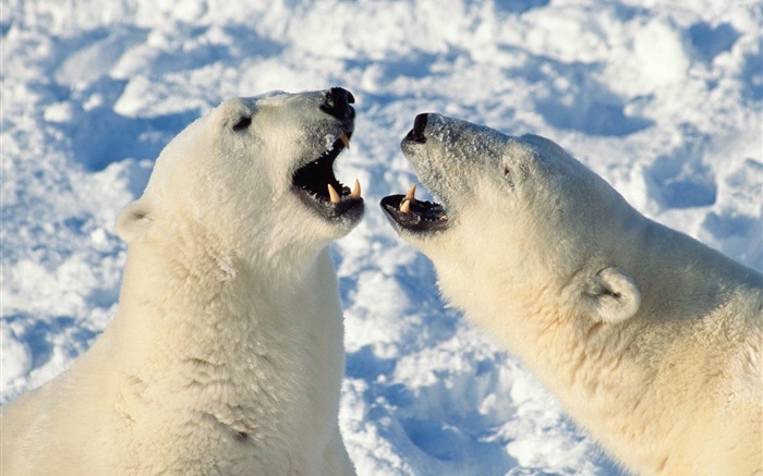 Белый медведь зевать обои,s изображение