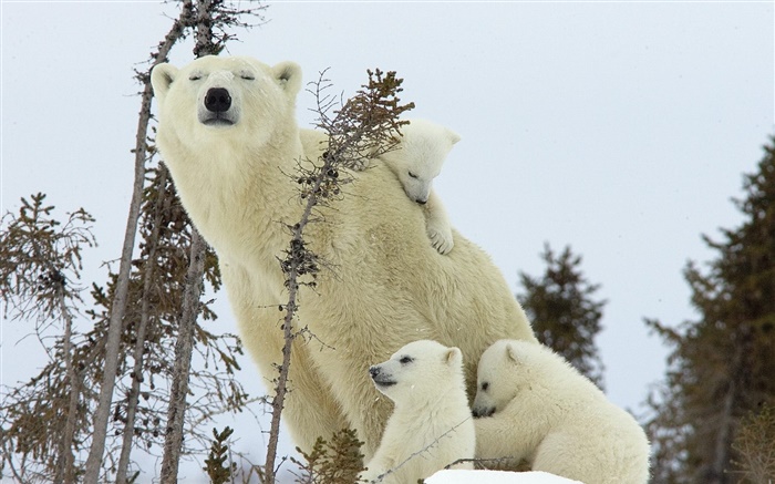 Белые медведи семьи, снег, медвежат обои,s изображение