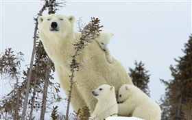 Белые медведи семьи, снег, медвежат HD обои