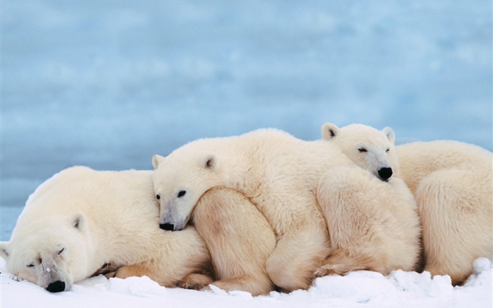 Белые медведи держатся вместе для тепла сна обои,s изображение